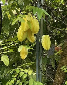 Carambola Gardens Road