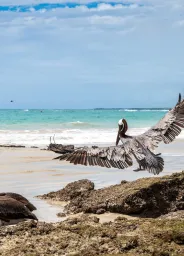 Galápagos