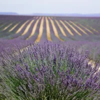 Provence